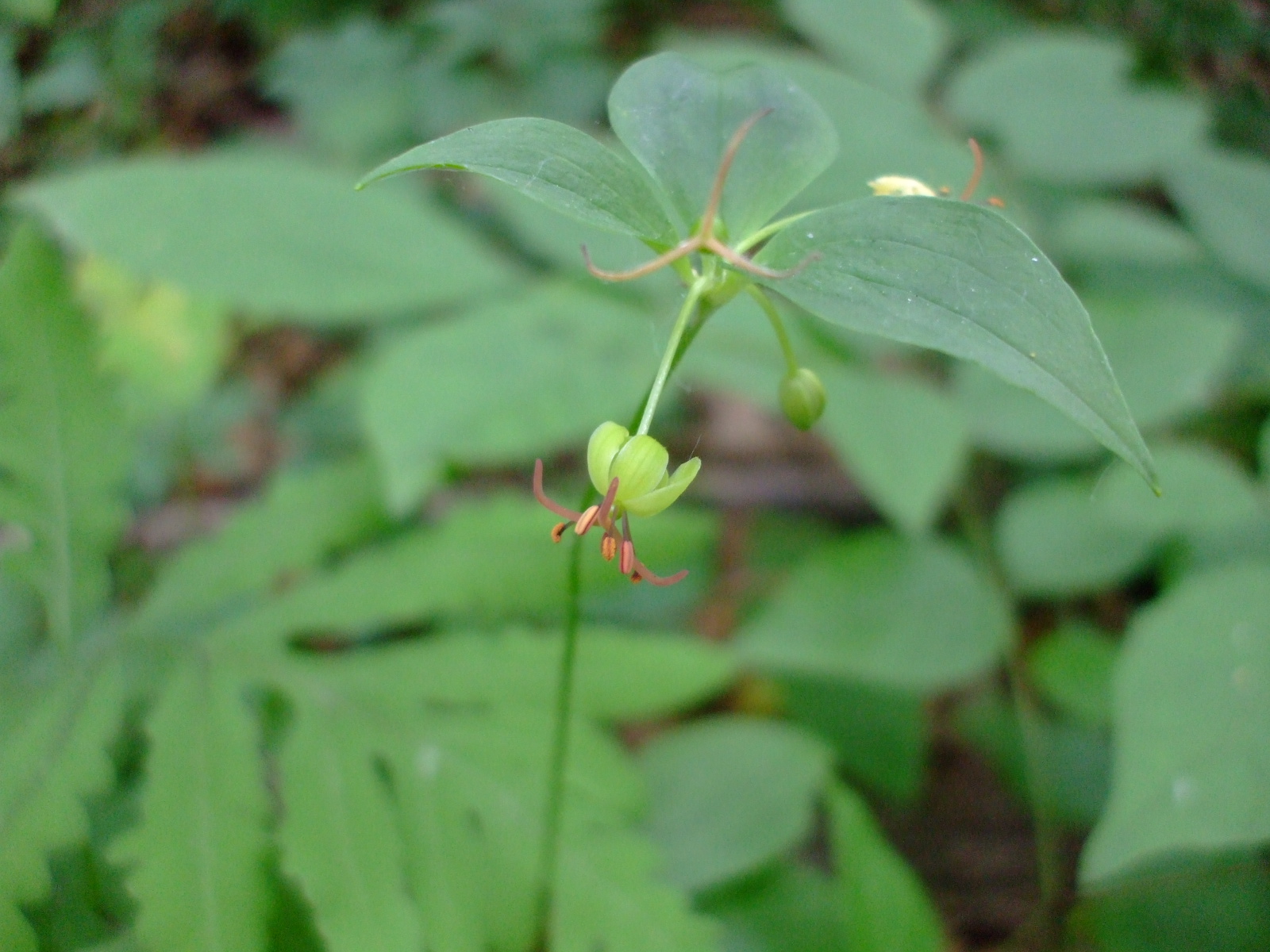 Medeola virginiana